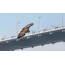 White-tailed eagle on the background of the bridge across the Golden Horn Bay, in the center of Vladivostok