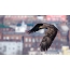 White-tailed eagle over Vladivostok
