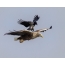 Crow riding a white-tailed eagle