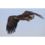 White-tailed eagle in the sky