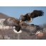 White-tailed Sea Eagles in the skies over Vladivostok