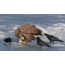 Crows try to take prey from white-tailed eagle