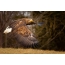 Dawb-tailed Eagle