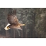 White-tailed eagle: flying in a winter forest