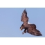 White-tailed eagle in the winter sky of Vladivostok