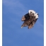 White-tailed eagle attacks