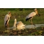 Pelican (spesies berwarna merah jambu) dan dua helai di Tanzania