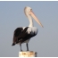 Pelican Astràilianach air a 'chidhe