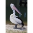 Australský pelikán
