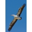 Australský pelikán v lete