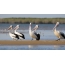 Een kudde Australische pelikanen aan de kust