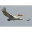 Pelican rizado