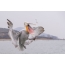 Krullend pelikaan vangt vis in de lucht
