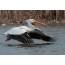 Amerikaanse witte pelikaan die over water vliegt