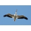 Amerikaanse witte pelikaan in de lucht