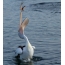 Американдық қоңыр пеликан, ұсталған балықпен ойнайды