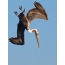 Pelikan amerikan kafe në fluturimin sulmues