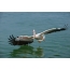 Қызғылт пеликан
