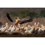 Stádo ružových pelikánov v Namíbii