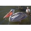 Pelican Pink-backed