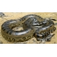 巨型蟒蛇