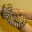 Anaconda amarilla
