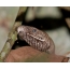 波多黎各光滑的蟒蛇