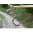 Качкавска мачја змија