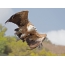 Vulture Griffon in flight