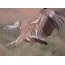 Griffon Vulture aterra no aterrizaje