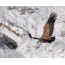 Griffon vulture inofamba pamusoro penzvimbo yedombo