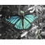 Gif picture butterfly