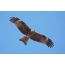 Black kite in flight