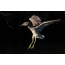 Young heron in flight