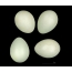 Pied Flycatcher Eggs