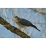 Elang Sparrowhawk