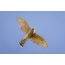 Hawk Sparrowhawk in the sky