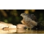 Hawk sparrowhill bathes