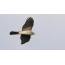 Hawk vrabec v letu