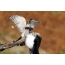 Hawk sparrowatater көгершінге шабуыл жасады
