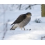 Sparrow Hawk a kan Snow tare da Prey