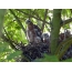 Nivînên Sparrowhawk bi Mature Chicks