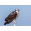 Osprey, bilde av en fugl