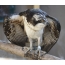 Osprey, fotografija ptice