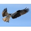 Osprey i fly, bilder av fugler