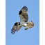 Osprey wadon nyuwak godhong saka wit sing adoh kanggo nest tray
