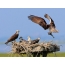 Osprey membawa mangsa kepada anak ayam