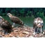 Φωτογραφία του Osprey φωλιά με ενήλικες νεοσσοί