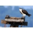 Osprey έφηβος σε ανθρωπογενείς Nest