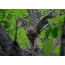Goshawk-nesteling traint vleugels - al snel in de volwassenheid